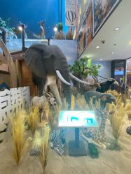 -卡通尼·Safari非洲探索乐园·生日会(金桥国际商业广场店)
