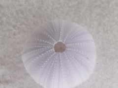-青岛贝壳博物馆