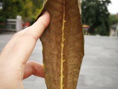 -梵天禅寺