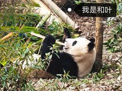 -成都大熊猫繁育研究基地