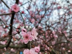 -秀丽东方
