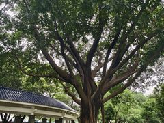 -长洲岛