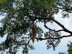 -深圳野生动物园
