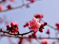 -北京鹫峰国家森林公园