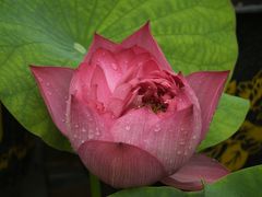 -花之城