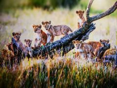 -罗红摄影艺术馆