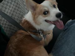 -佳雯宠物医院·皮肤科·内外科(春晓路分院)