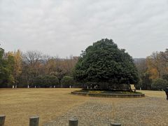 -灵谷景区