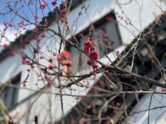 -南京市民俗博物馆(甘熙宅第)