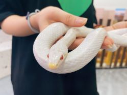 -Moni星球萌宠·小马宝莉·灵蛇·高端高阶全萌宠互动体验俱乐部(红豆国际广场店)