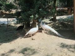 -泉州海丝野生动物世界