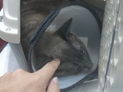 -派特宠物医院(圆融广场店)