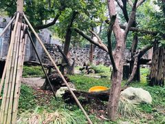 -都江堰中华大熊猫苑