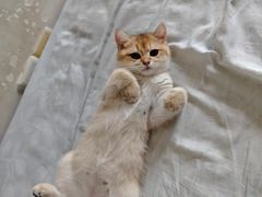 -lincat·猫舍(广州店)