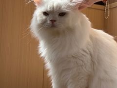 -MOCHA明星猫咖(田子坊店)