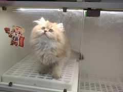 -lincat·猫舍(广州店)