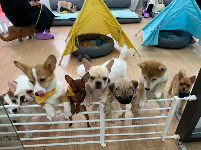 和它·萌犬体验馆 撸狗 狗咖-"【项目】乐园地点在一个写字楼里,跟着