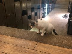 -more than meow吴止猫主题餐厅(承德 中船汇店)