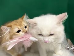 -爱洗澡的猫(望京店)