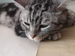 -平行世界·猫咖(首经贸店)