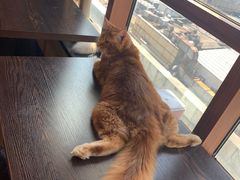 -蓝鲸·缅因猫舍