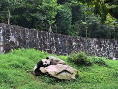 -都江堰中华大熊猫苑