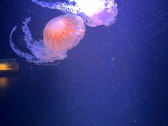 -欢乐海岸海洋奇梦馆