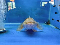 -阿尔法海鲜排档(爱琴海店)