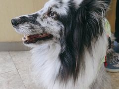 -美联众合动物医院·24h转诊中心