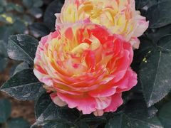 -人民公园(罗湖区)