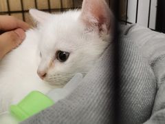 -艾吉宠物医院·疑难杂症转诊中心·猫友好(碧江路院)