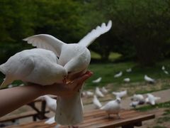 -音乐台