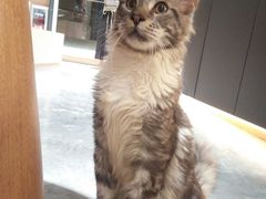 -瞄一喵猫咖(格力海岸店)