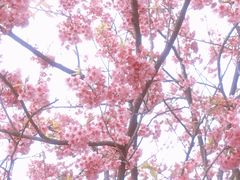 -南山植物园