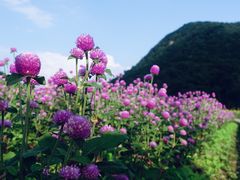 -广州市石门国家森林公园