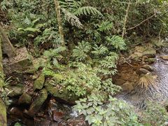 -海南热带雨林国家公园吊罗山景区