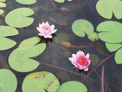 -莲花池公园