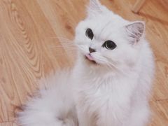 -李小姐の猫咖啡馆(五角场店)