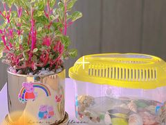 -双季花艺园艺市场(浦东店)