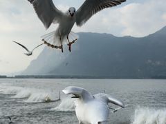 -海埂大坝
