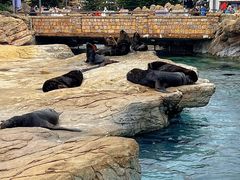 -珠海长隆海洋王国