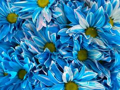 -循礼门鲜花花市(武汉循礼门店)