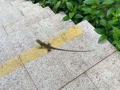 -三亚亚龙湾人间天堂鸟巢度假村