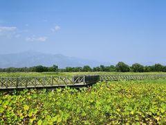 -野鸭湖国家湿地公园