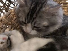 -飞行喵MR PILOT|猫舍·猫咖(静安大融城店)