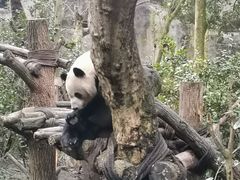 -都江堰中华大熊猫苑