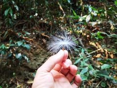 -西双版纳原始森林公园