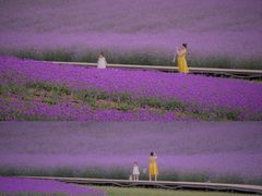 -紫颐香薰山谷景区