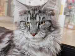-十年猫舍·猫咪专门店(普陀店)