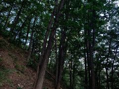 -牛背梁国家森林公园